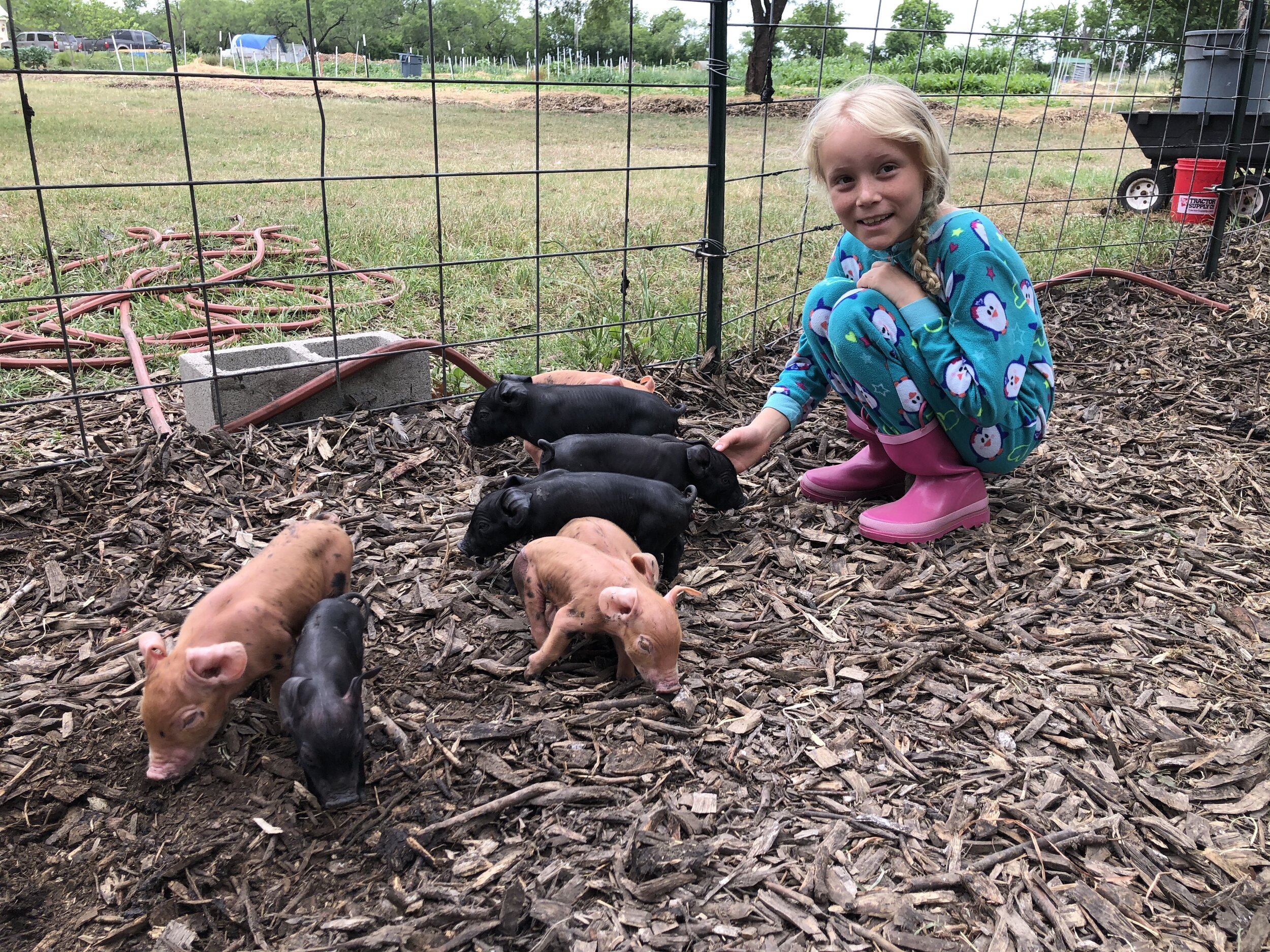 Young girl in pink boots interacts with a group of piglets in a fenced area. The scene features a mix of black and light brown piglets on a bed of wood chips, with a grassy background and farm equipment in the distance. Ideal for content about farm life, animal care, or children's activities on a farm.