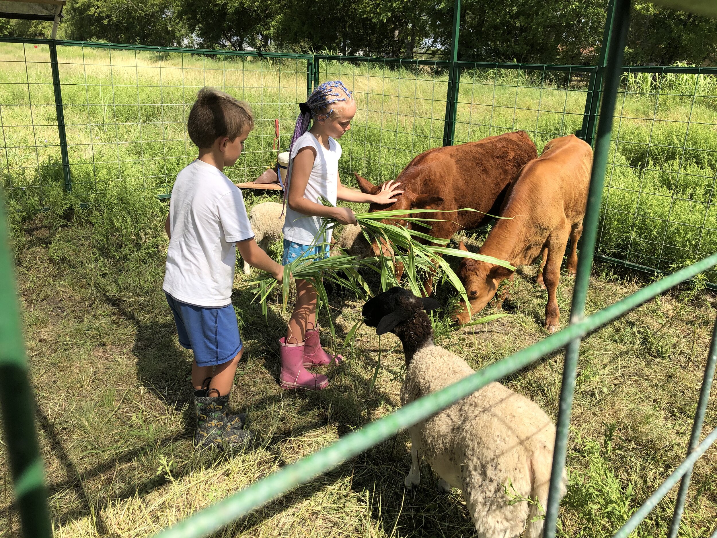 Children feeding cows and sheep in a farm pen, surrounded by green grass and fencing, showcasing hands-on agricultural activities.
